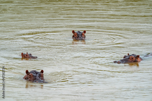 Billede på lærred Family of Hippos live free in the rivers and lakes of Colombia