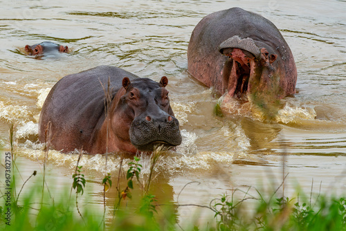 Colombia Hippos attacking. they live free in the rivers and lakes of Colombia