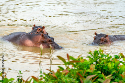 Bild auf Leinwand Colombia Hippos attacking