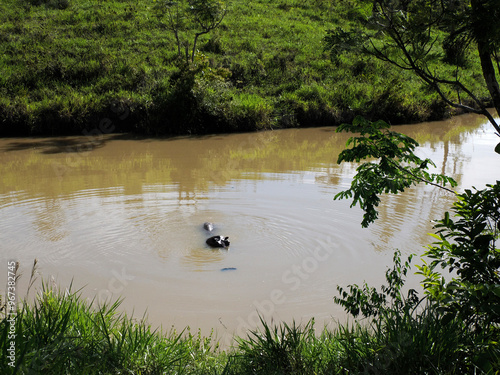 Foto Hippos live free in the rivers and lakes of Colombia