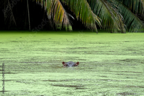 Tableau sur toile Hippos live free in the rivers and lakes of Colombia