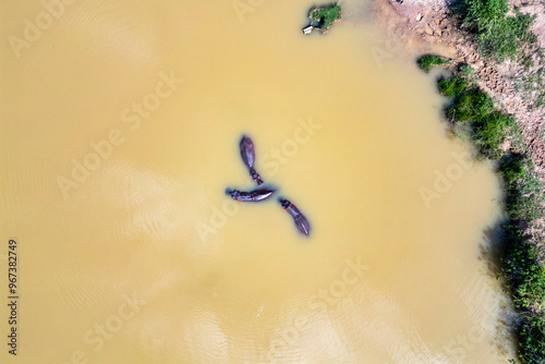 Fotografie Escaped from the hacienda napoles Hippos live free in the rivers and lakes of Co