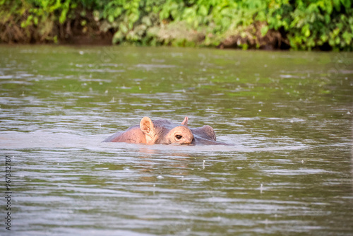 Bild auf Leinwand Hippos live free in the rivers and lakes of Colombia, rio magdalena
