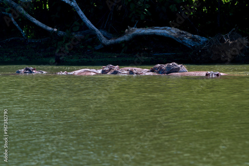 Bild auf Leinwand Hippos live free in the rivers and lakes of Colombia