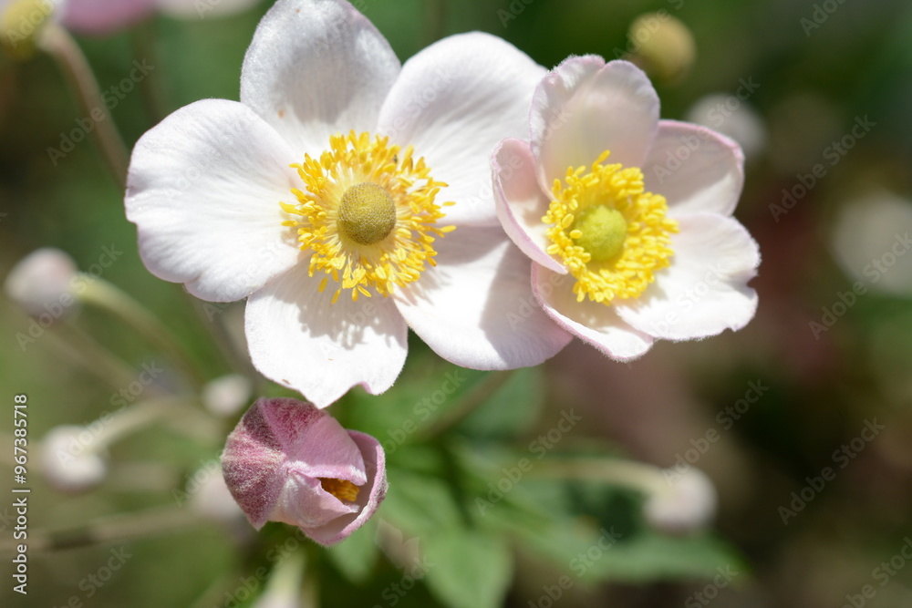 Beautiful light pink decorative flowers of eriocapitella hupehensis (anemone) with a yellow center Beautiful light pink decorative flowers of eriocapitella hupehensis (anemone) with a yellow center