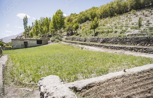 Plantations with plants in the Pamir Mountains in Tajikistan, vegetable gardens of local Pamiri people on the slopes of the Tien Shan Mountains photo