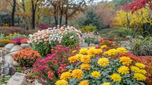 Chrysanthemums blooming in fall garden Korean Chrysanthemum flowers in background