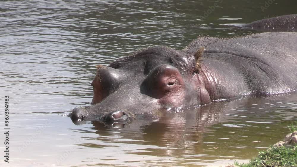portrait d'un hippopotame immergé dans l'eau portrait d'un hippopotame immergé dans l'eau
