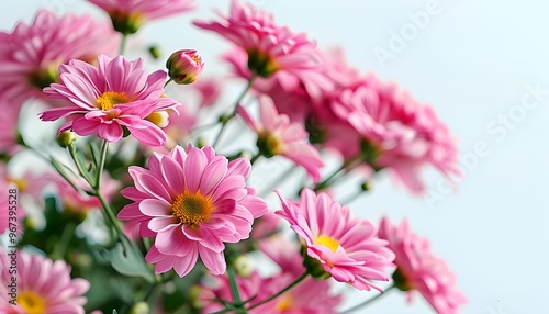 Delicate Pink Chrysanthemum Bouquet Framing a Bright White Background