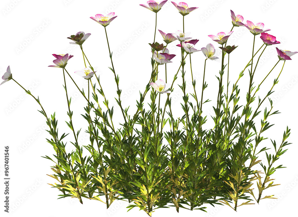 cushion saxifrage hq arch viz cutout plant flowering pink