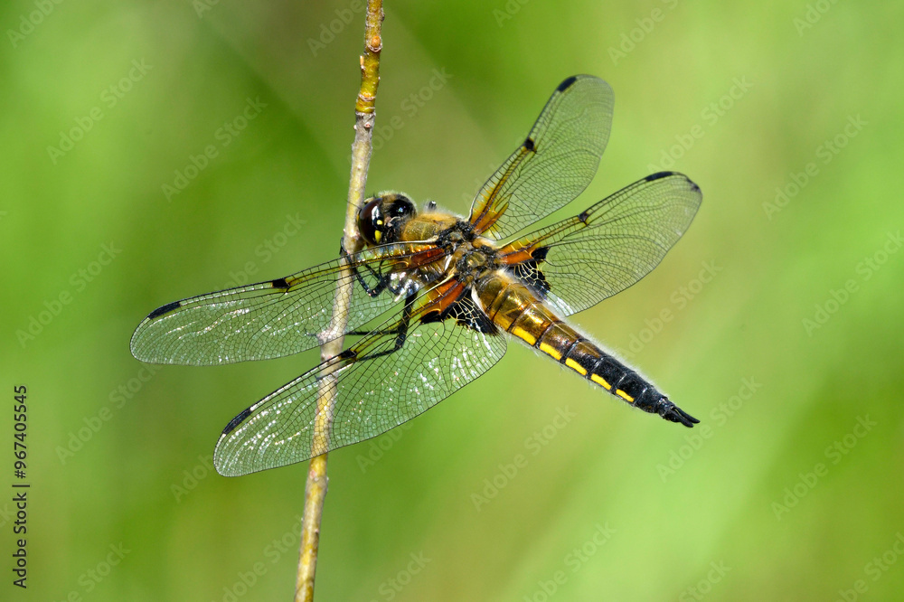 Vierfleck (Libelle) - Weibchen // four-spotted chaser - female (Libellula quadrimaculata) Vierfleck (Libelle) - Weibchen // four-spotted chaser - female (Libellula quadrimaculata)