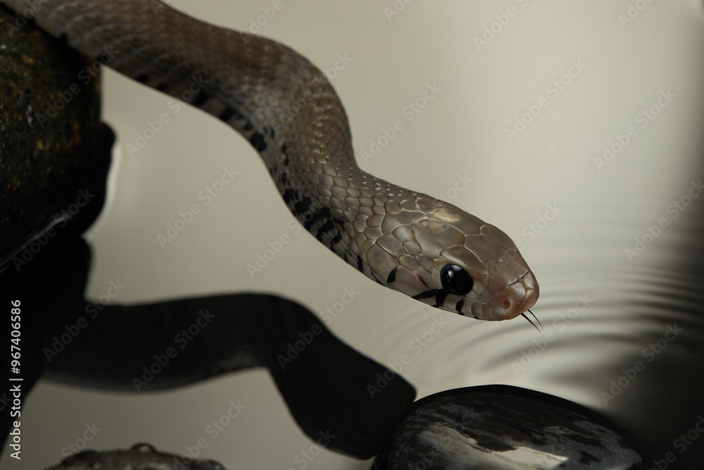 A snake is captured observing its reflection in calm water, its head slightly tilted as it investigates. A snake is captured observing its reflection in calm water, its head slightly tilted as it investigates.