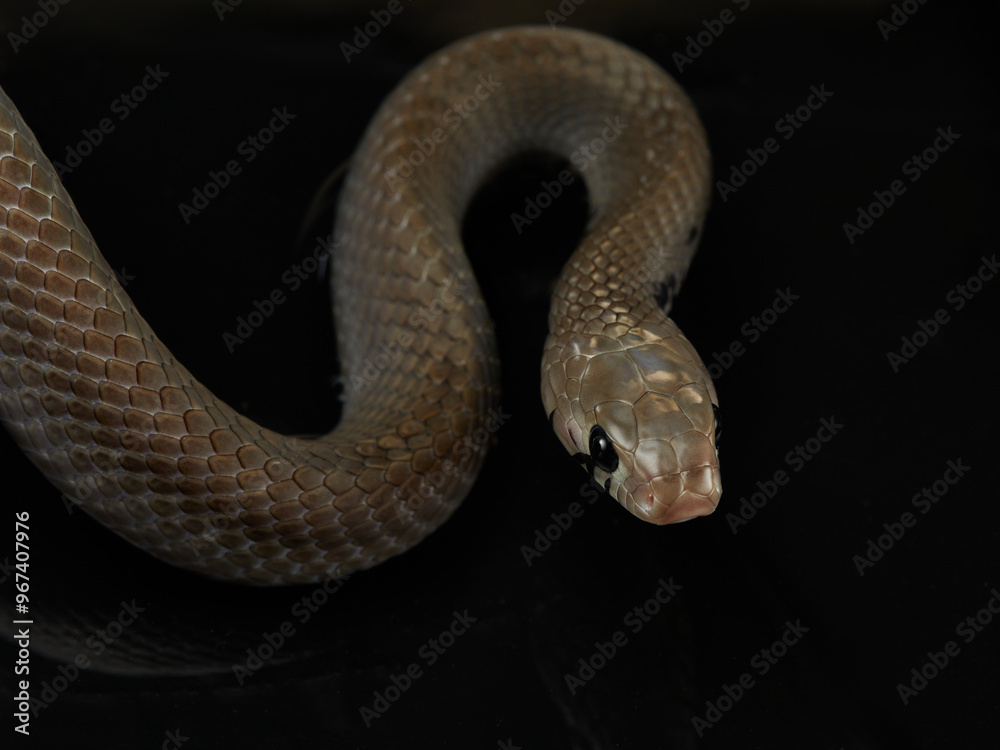 A snake is slithering on the water surface, its head slightly raised. The dark background enhances the snake smooth movement and predatory focus. A snake is slithering on the water surface, its head slightly raised. The dark background enhances the snake smooth movement and predatory focus.