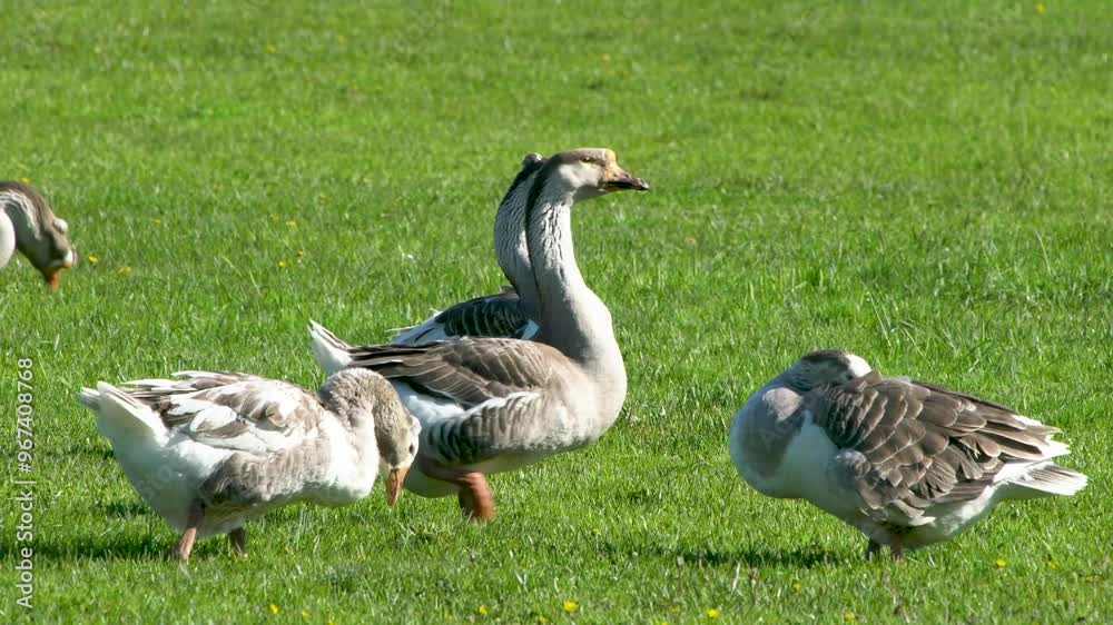 Livestock private farm. Geese graze on a green meadow and eat organic grass. Small agribusiness. Livestock private farm. Geese graze on a green meadow and eat organic grass. Small agribusiness.