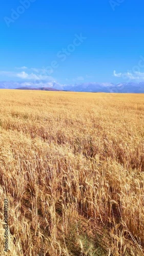 The camera moves slowly through a ripe field of wheat, golden ears swaying in the wind. Majestic mountains can be seen against the background, rising under a bright blue sky with soft white clouds.