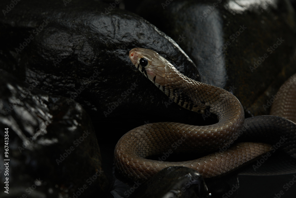Obraz premium A snake is emerging from the shadows on a dark, rocky surface. The light catches its smooth scales, contrasting with the rough texture of the rocks.