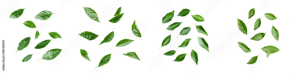 Collection of green leaves illustrations arranged in different patterns, isolated on white background. Perfect for botanical and nature designs. Collection of green leaves illustrations arranged in different patterns, isolated on white background. Perfect for botanical and nature designs.
