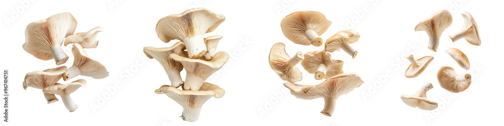 Four fresh oyster mushrooms isolated on a white background, showcasing their unique shapes and textures. Four fresh oyster mushrooms isolated on a white background, showcasing their unique shapes and textures.