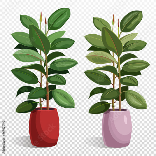 Potted ficus, indoor plant isolated on transparent background. Vector illustration