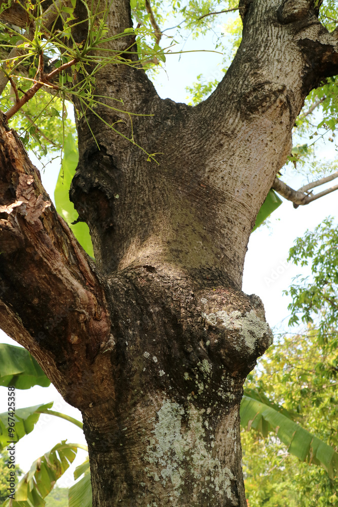 A tree with a very large main trunk and branches. Photographed during the day A tree with a very large main trunk and branches. Photographed during the day