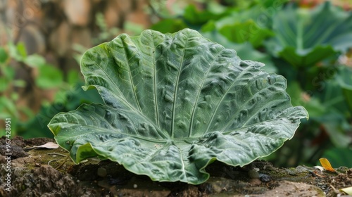 Colocasia Esculenta s Leaf in its Natural Green State photo