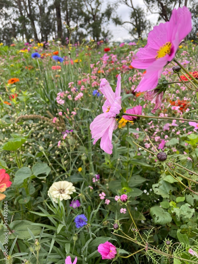 Wildflower Feild with Colourful Daisies Wildflower Feild with Colourful Daisies