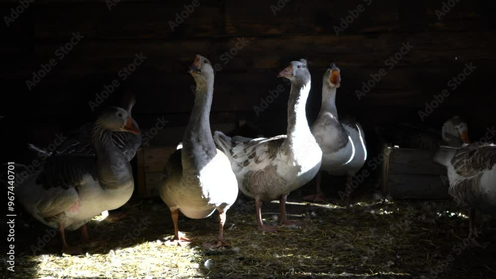 Livestock private farm. Geese in a farmer's goose house. Small agribusiness. Livestock private farm. Geese in a farmer's goose house. Small agribusiness.