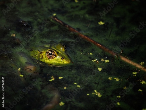 Green frog (Rana esculenta) Europe, close up, skokan zelený, Pelophylax esculentus