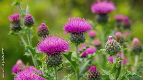 Common names of Silybum marianum include milk thistle Marian thistle and Saint Mary s