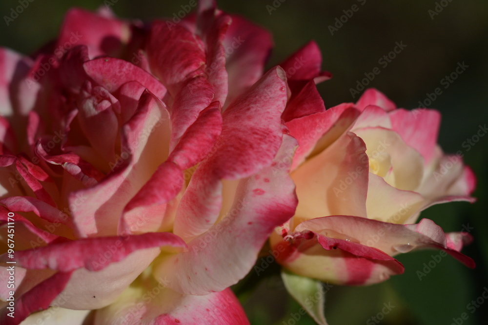 Beautiful pink roses with petals of different shades Beautiful pink roses with petals of different shades