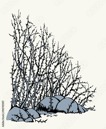 Vector drawing. The thorn bushes