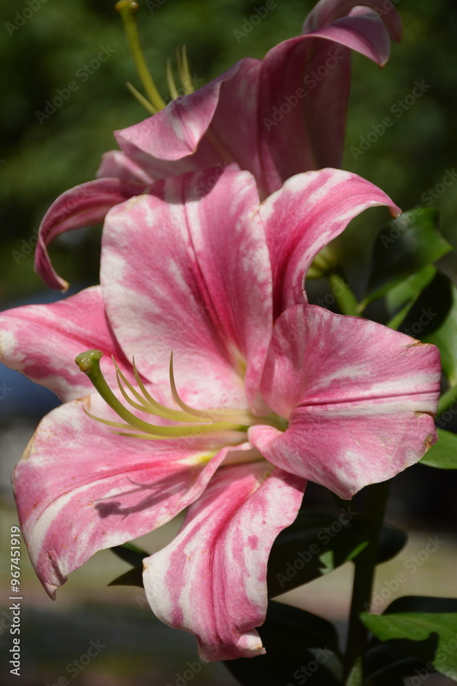 Bush of variegated pink white lilies in the garden in the spring Bush of variegated pink white lilies in the garden in the spring