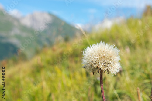 Dandelion close up in Italian Alps. Blurred background with fields and mountains.