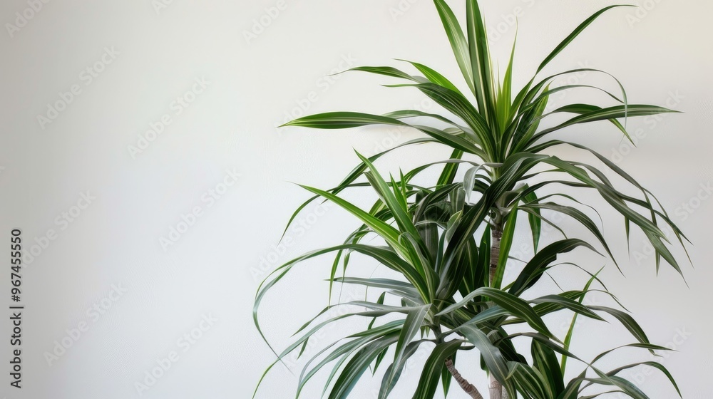 Cornstalk Dracaena Against White Wall