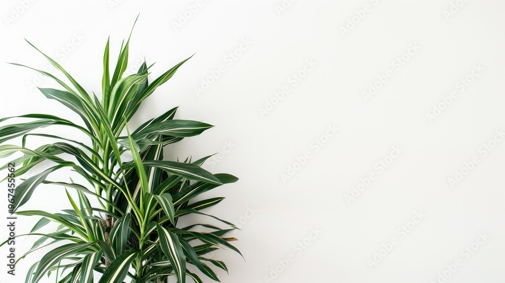 Fototapeta premium Cornstalk Dracaena Against White Wall