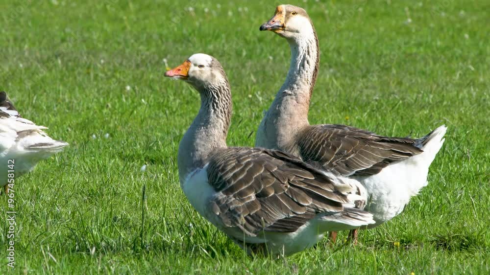 Livestock private farm. Geese graze on a green meadow and eat organic grass. Small agribusiness. Livestock private farm. Geese graze on a green meadow and eat organic grass. Small agribusiness.