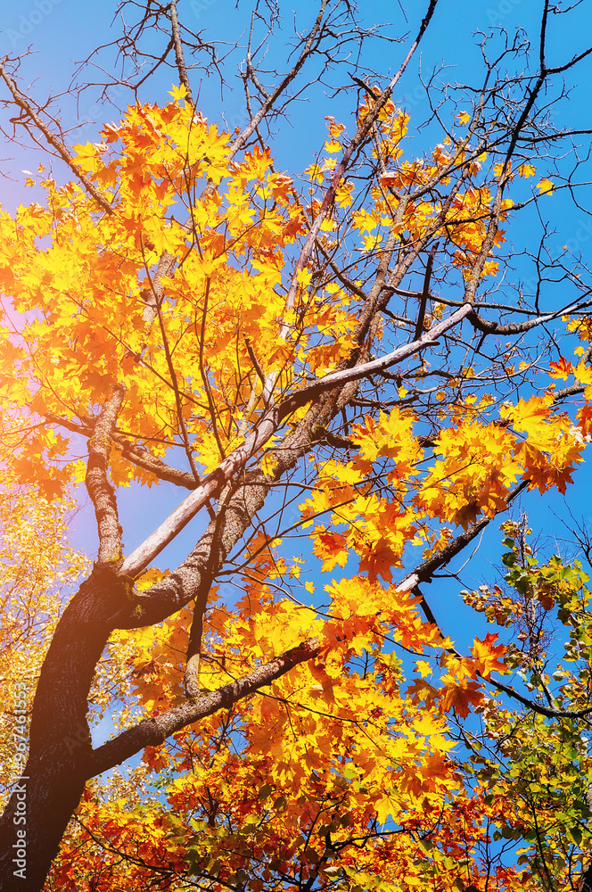 Autumn landscape, autumn maple tree with bright orange leaves. Autumn maple tree with golden foliage on the background of the blue sky in sunny day Autumn landscape, autumn maple tree with bright orange leaves. Autumn maple tree with golden foliage on the background of the blue sky in sunny day