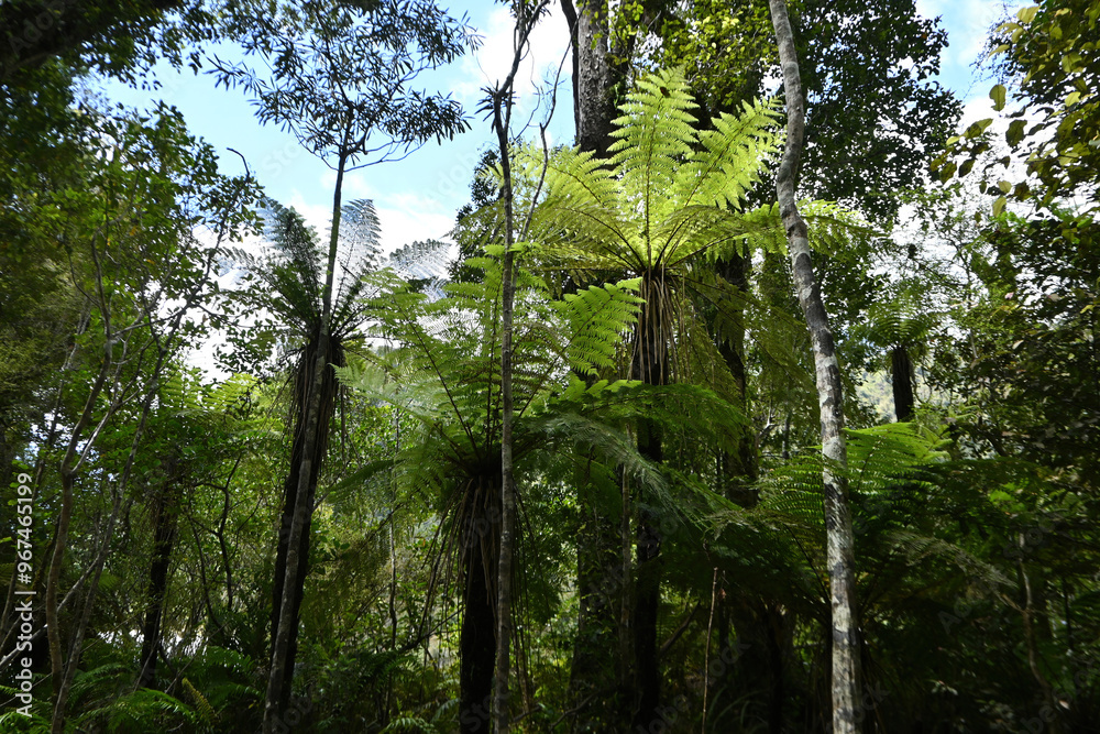 Naklejka premium A group of Smith’s tree fern, kātote, in the temperate rain forest at Franz Joseph Glacier, South Island, New Zealand.