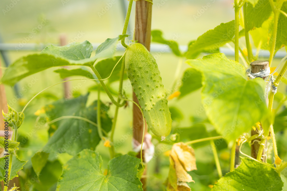 Young green cucumbers vegetables hanging on lianas of cucumber plants in green house Young green cucumbers vegetables hanging on lianas of cucumber plants in green house