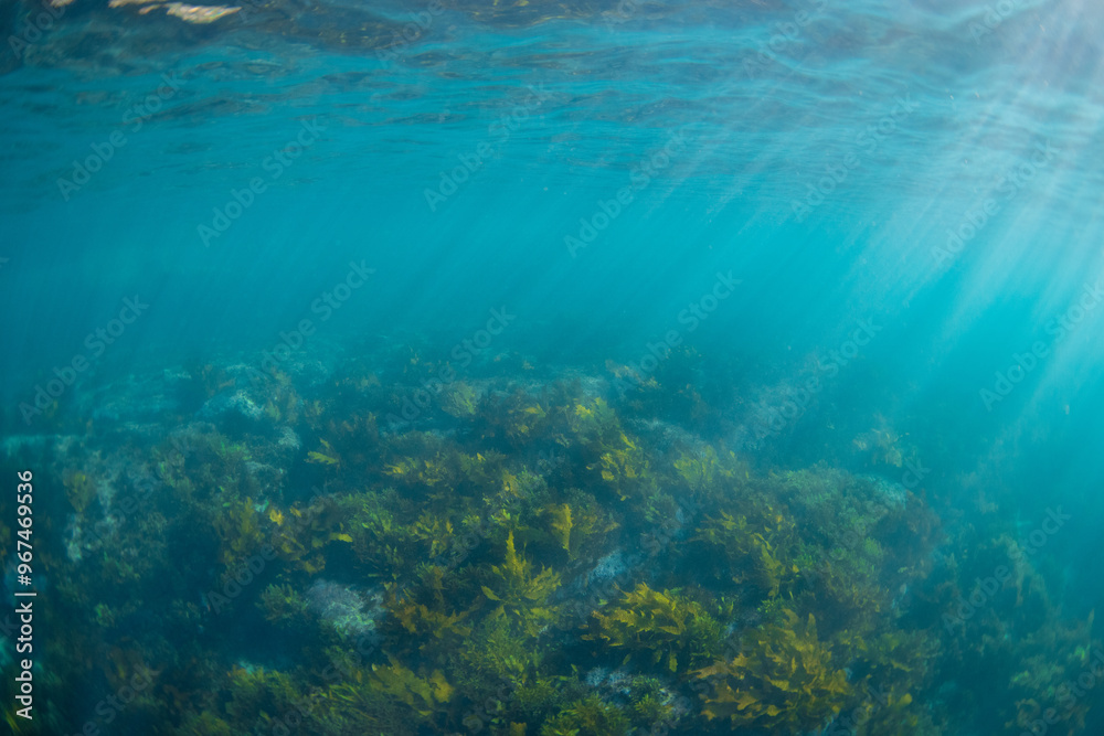 Obraz premium Golden kelp forest underwater in the ocean.