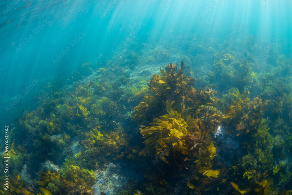 Fototapeta premium Beautiful golden kelp forest underwater in the ocean.