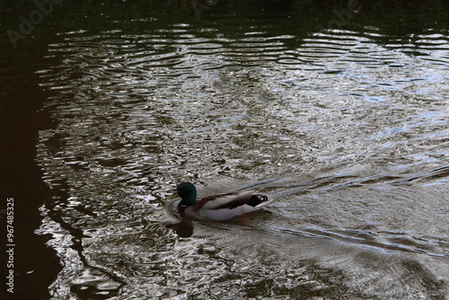 duck in the water