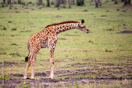 juvenile, young, baby, acacia, africa, african giraffe, bush, calf, camelopardalis camelopardalis, critically endangered, endangered, endangered species, game drive, game reserve, game reserves, giraf