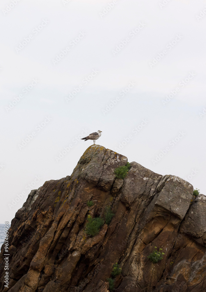 gaviota en una roca gaviota en una roca