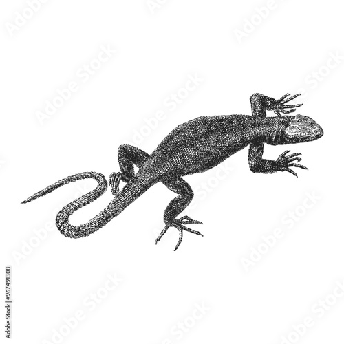 Lizard, vintage hand drawn sketch in vector