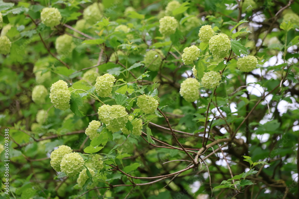 close up of a plant