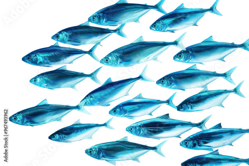 PNG School of fish wall herring animal shark.