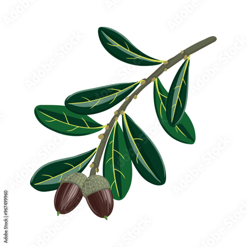 vector drawing branch of southern live oak tree with green leaves and acorns , Quercus virginiana isolated at white background, hand drawn illustration