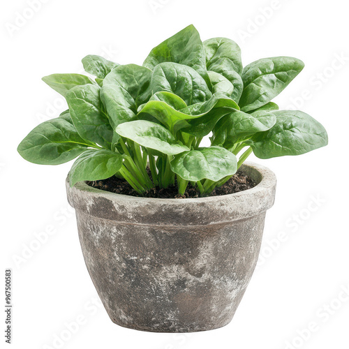 A healthy spinach plant growing in a rustic pot, ideal for gardening or culinary use. photo