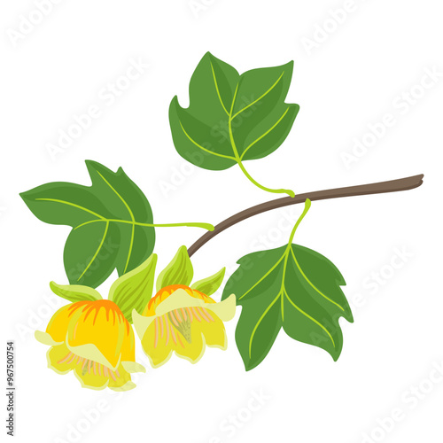 vector drawing branch of tulip tree with green leaves and flowers , tulipwood, yellow-poplar, Liriodendron tulipifera isolated at white background, hand drawn illustration